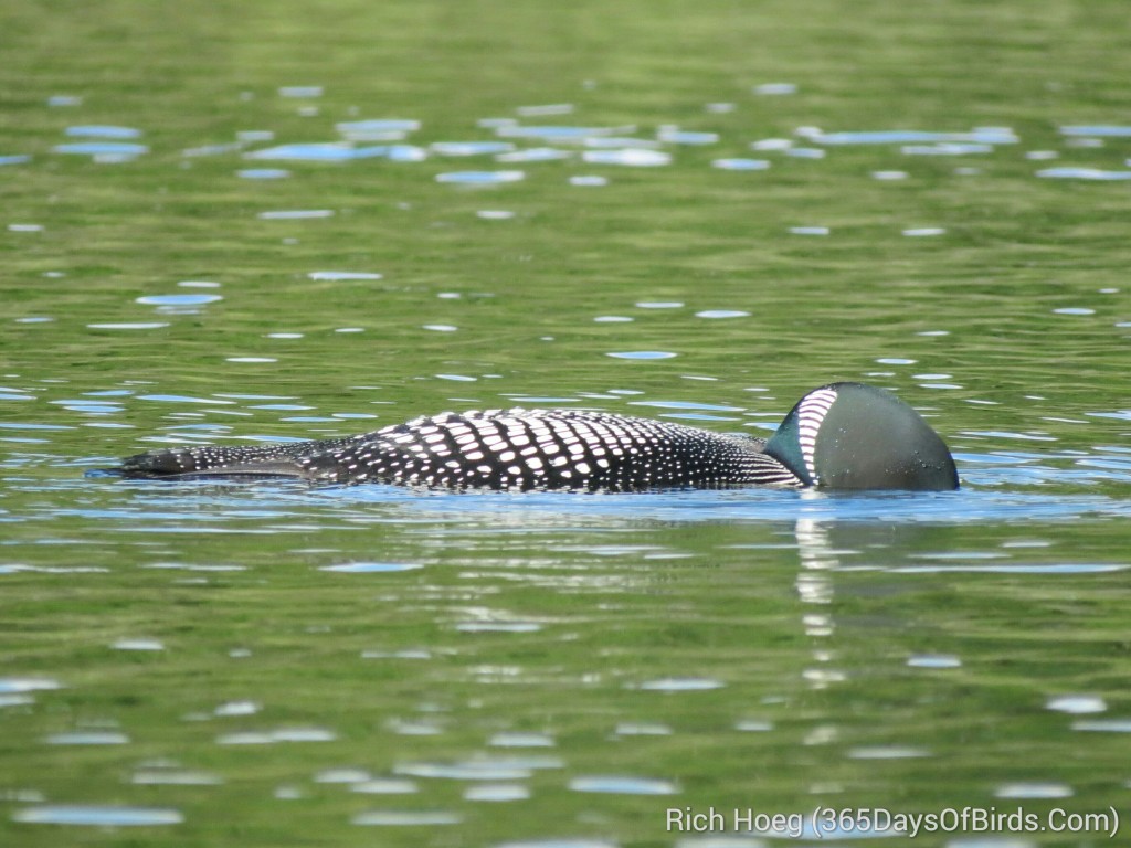 161-D5-Northstar-Common-Loon-1_wm