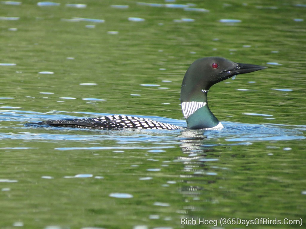 161-D5-Northstar-Common-Loon-2_wm