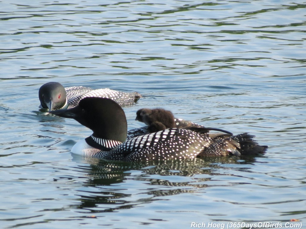 163-D7-Northstar-Common-Loon-Family-01-Breakfast-Dive-1