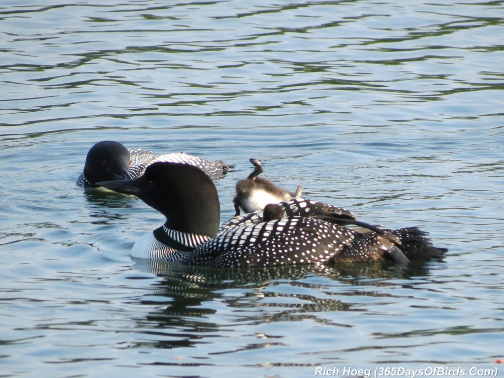 163-D7-Northstar-Common-Loon-Family-01-Breakfast-Dive-2