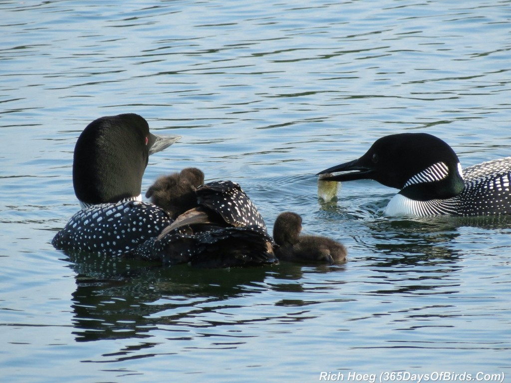 163-D7-Northstar-Common-Loon-Family-01-Breakfast-Restraint-1