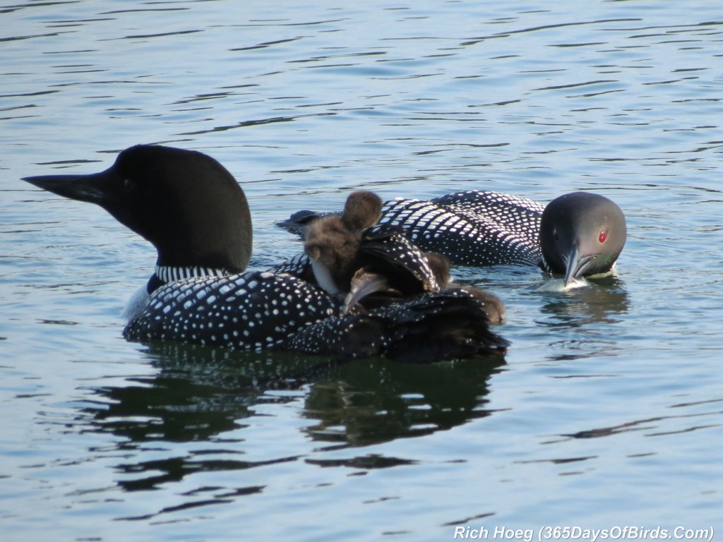 163-D7-Northstar-Common-Loon-Family-01-Breakfast-Restraint-2