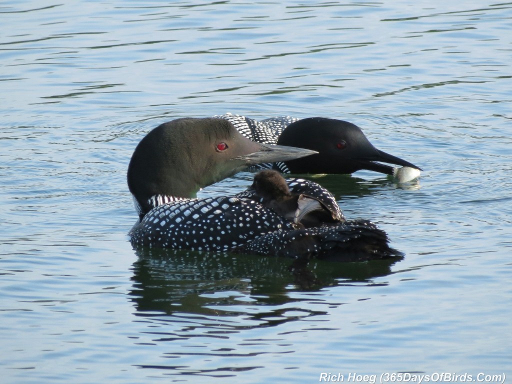 163-D7-Northstar-Common-Loon-Family-01-Breakfast-Restraint-3