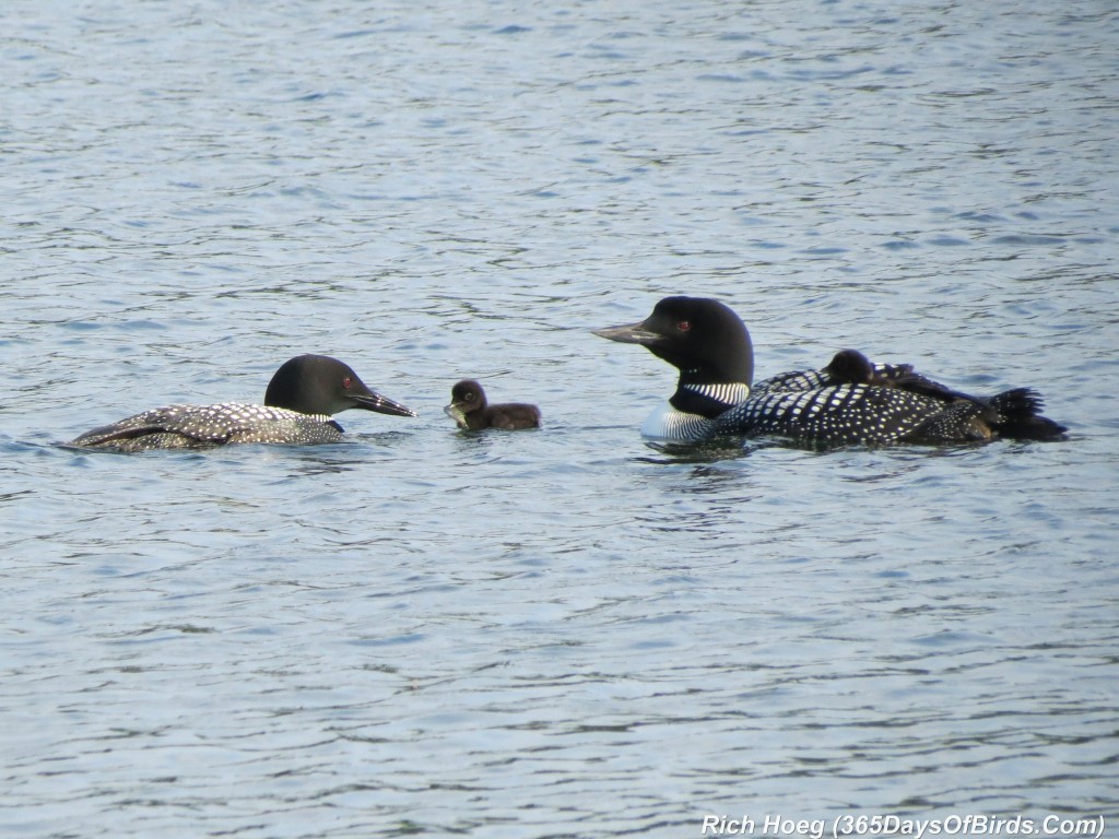 163-D7-Northstar-Common-Loon-Family-01-Breakfast-Restraint-4