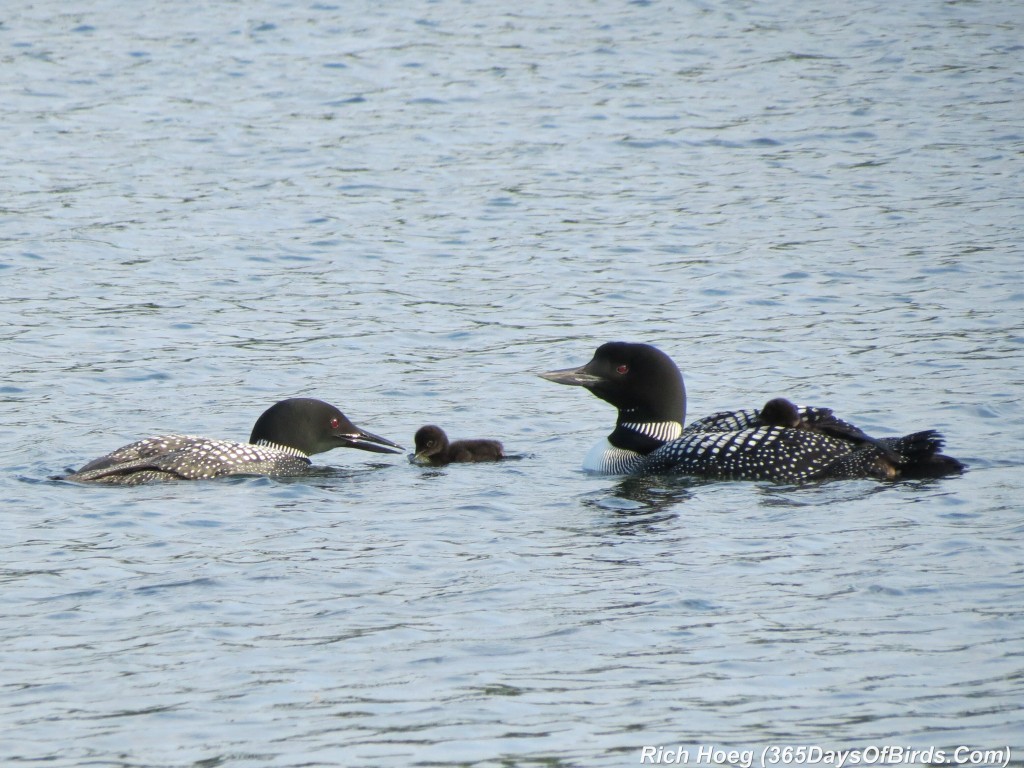 163-D7-Northstar-Common-Loon-Family-01-Breakfast-Restraint-5