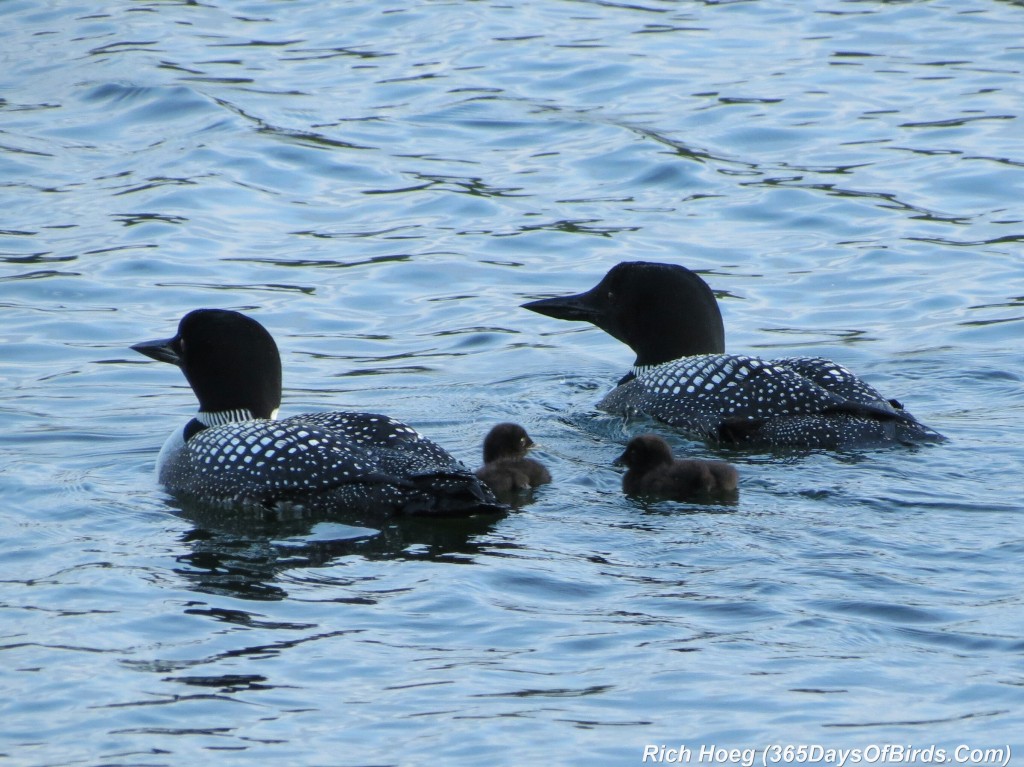 163-D7-Northstar-Common-Loon-Family-02-Family-Portrait