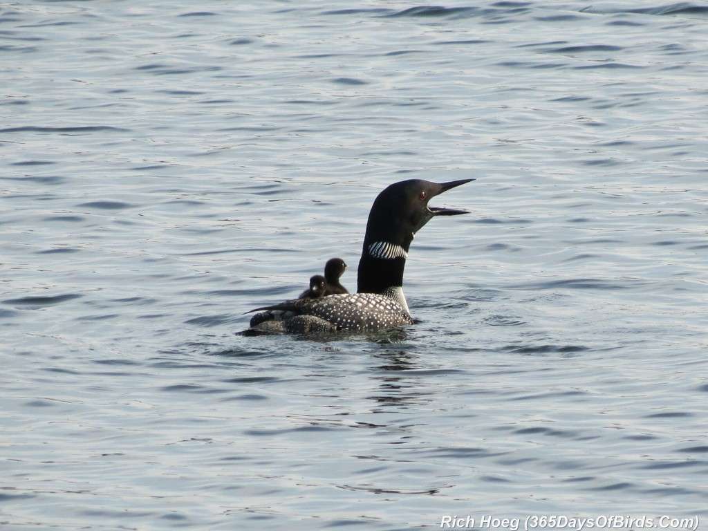 163-D7-Northstar-Common-Loon-Family-04-Yodel