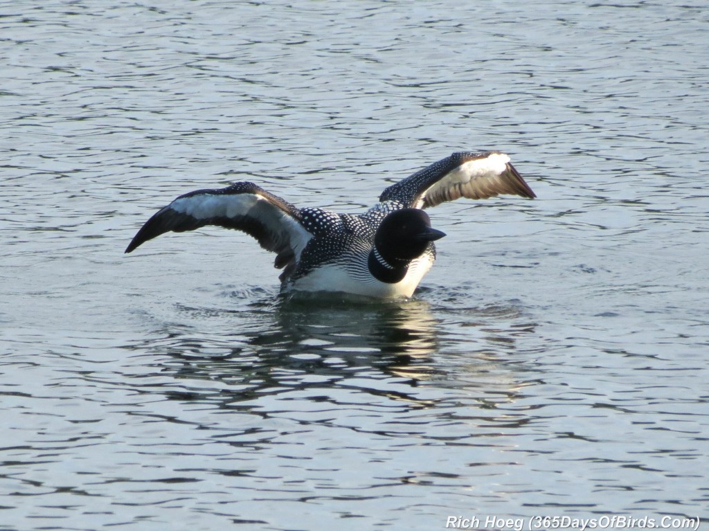 163-D7-Northstar-Common-Loon-Family-05-Wings