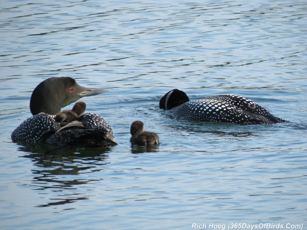 163-D7-Northstar-Common-Loon-Family-07-Next-Fish-A