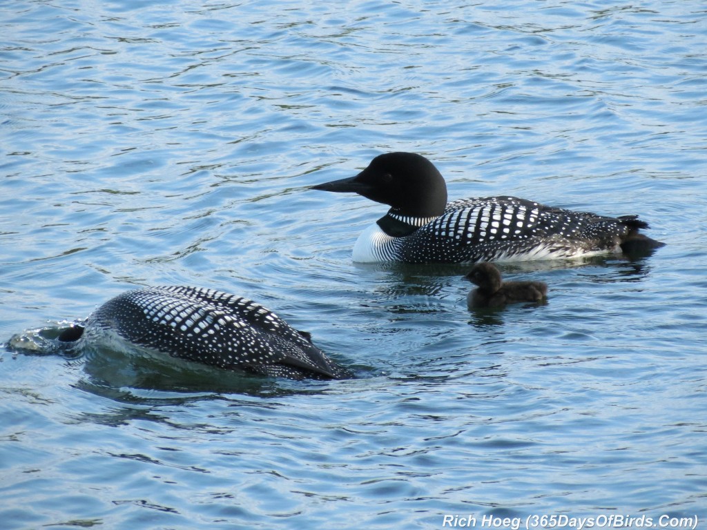 163-D7-Northstar-Common-Loon-Family-07-Next-Fish-B