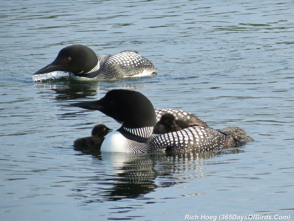 163-D7-Northstar-Common-Loon-Family-07-Next-Fish-C