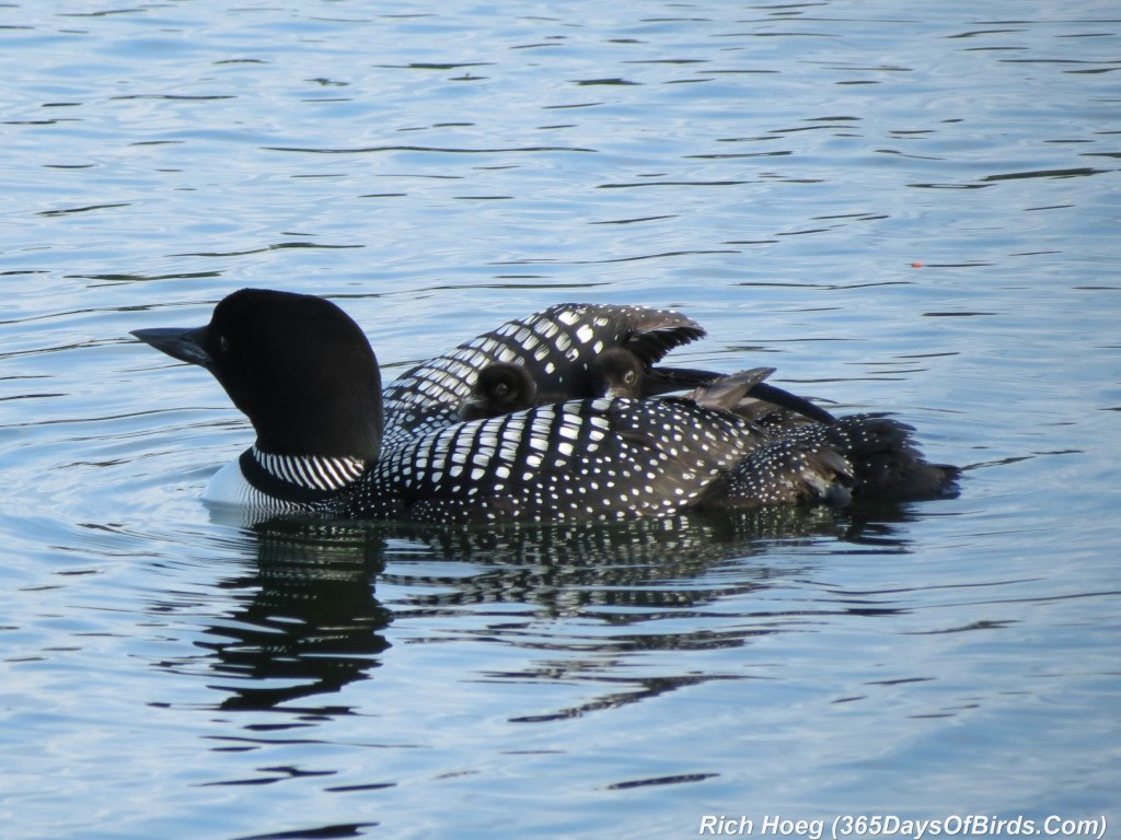 163-D7-Northstar-Common-Loon-Family-08-Piggy-Back-A