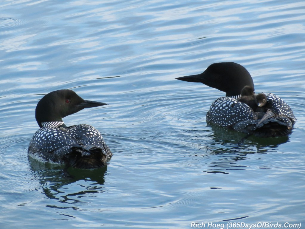 163-D7-Northstar-Common-Loon-Family-08-Piggy-Back-C