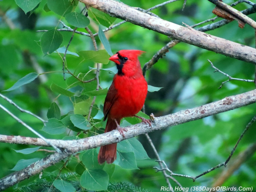 164-Birds-365-Cardinal-1