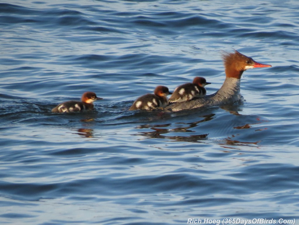 165-Birds-365-Common-Merganser-and-Chicks-1