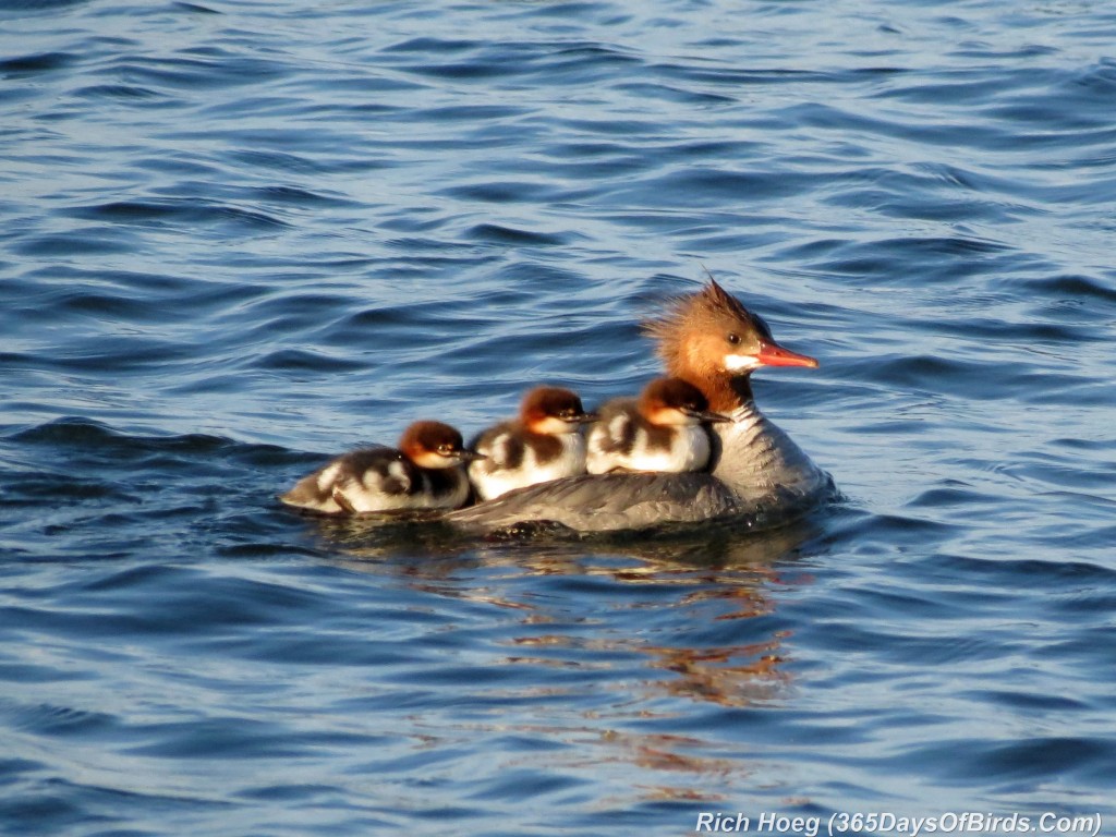 165-Birds-365-Common-Merganser-and-Chicks-2