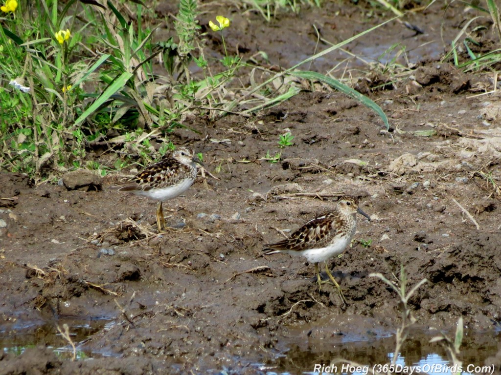 166-Birds-365-Least-Sandpipers