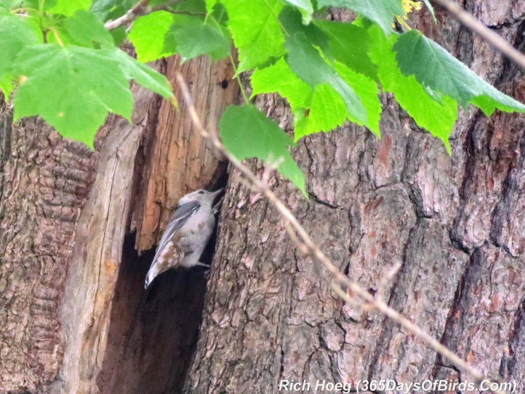 166-Birds-365-White-Breasted-Nuthatch-Pine-Cavity