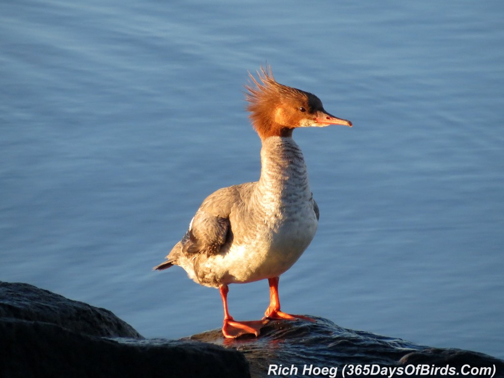 167-Birds-365-Common-Merganser