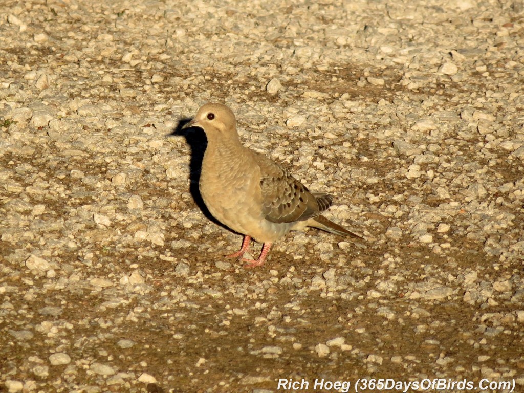 167-Birds-365-Mourning-Dove