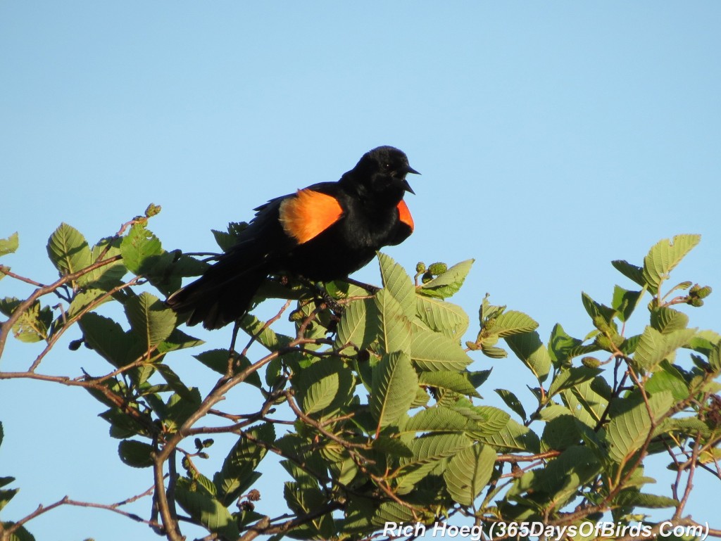 167-Birds-365-Red-Winged-Blackbird