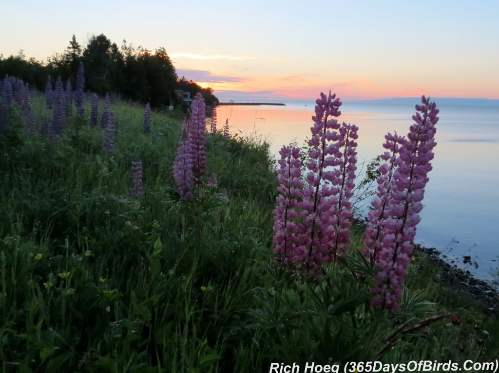 167-Birds-365-Sunrise-Lupines