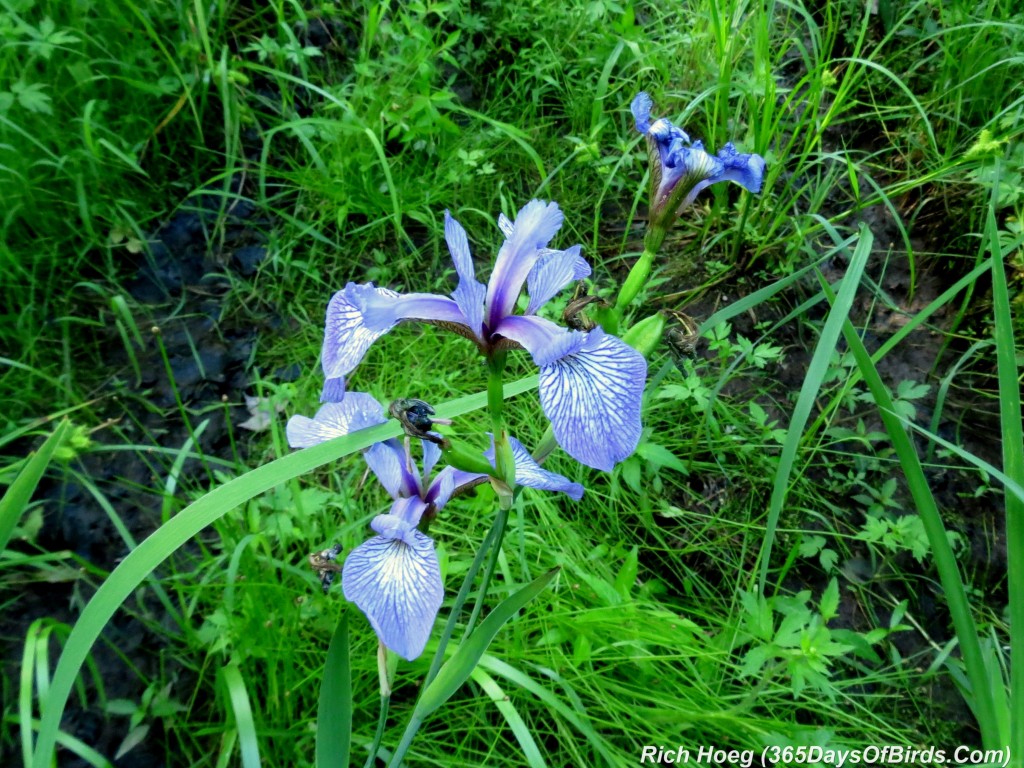 168-Birds-365-Blue-Iris