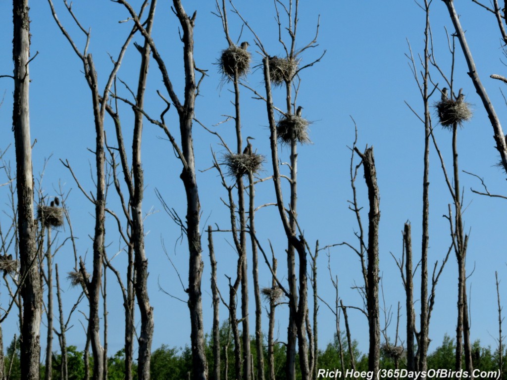 168-Birds-365-Heron-Rookery-1