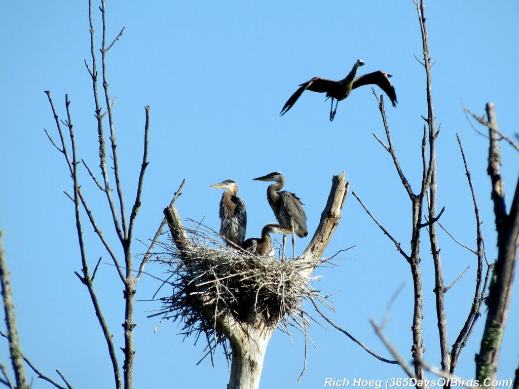 168-Birds-365-Heron-Rookery-2