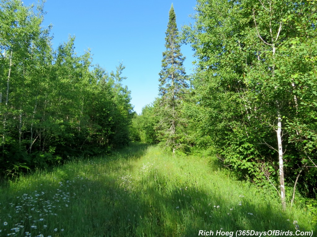 168-Birds-365-Hiking-Path