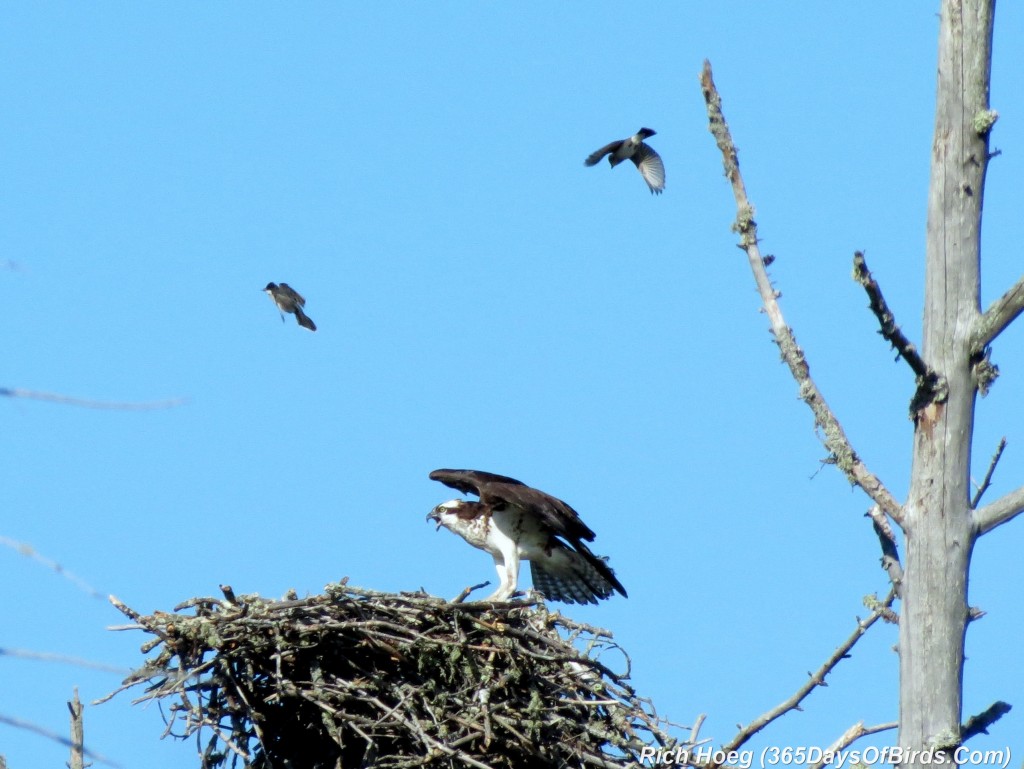 168-Birds-365-Osprey-Attack