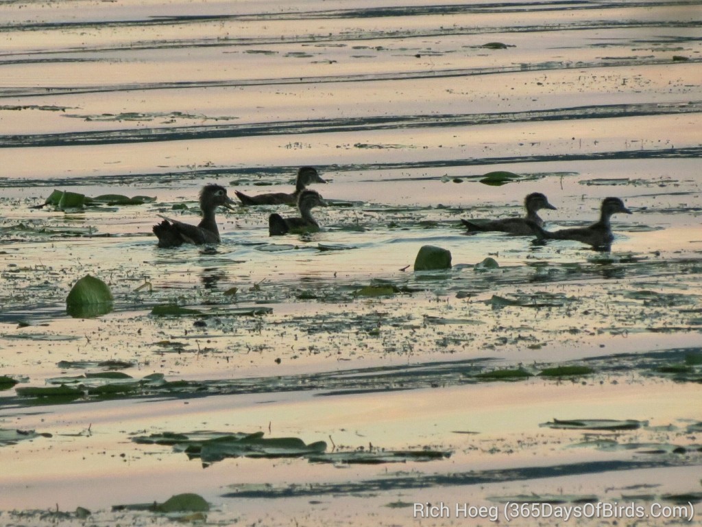 170-Birds-365-Wood-Ducks-at-Dusk_wm