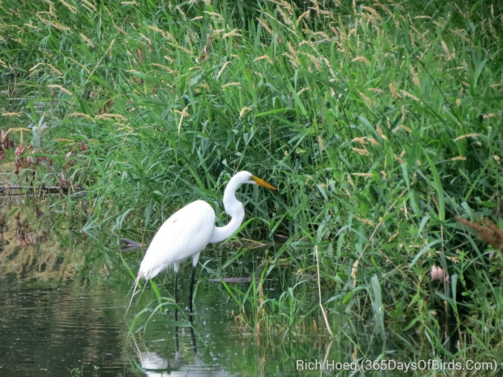 171-Birds-365-Great-Egret_wm