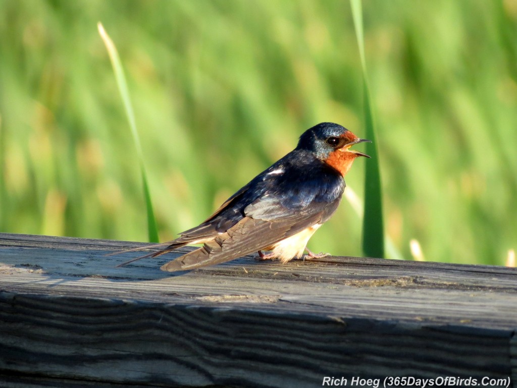 172-Birds-365-Barn-Swallow-Chirping