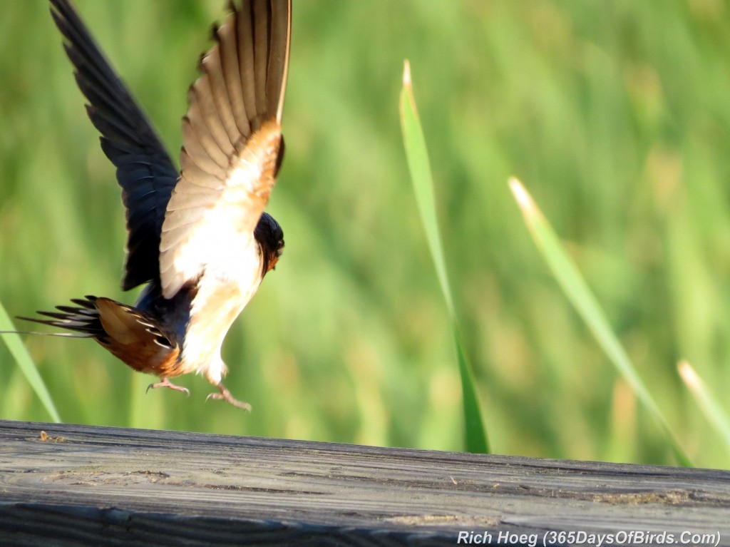 172-Birds-365-Barn-Swallow-Landing