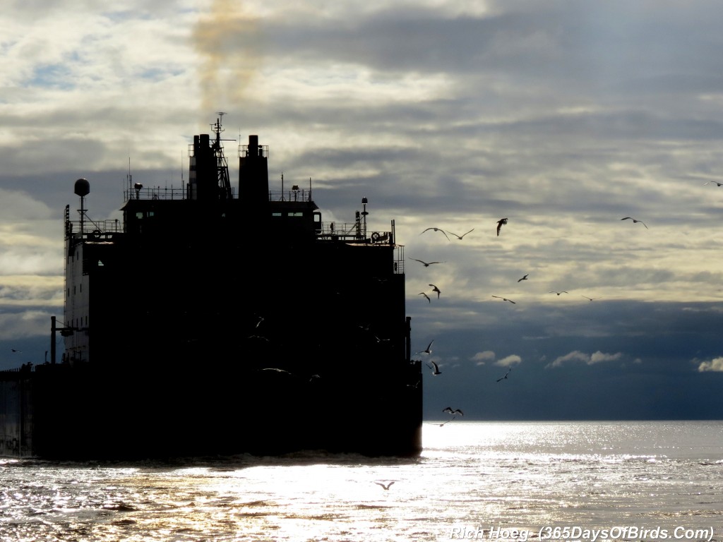 173-Birds-365-Freighter-Gulls