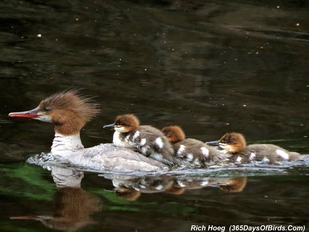 173-Birds-365-Merganser-Ride