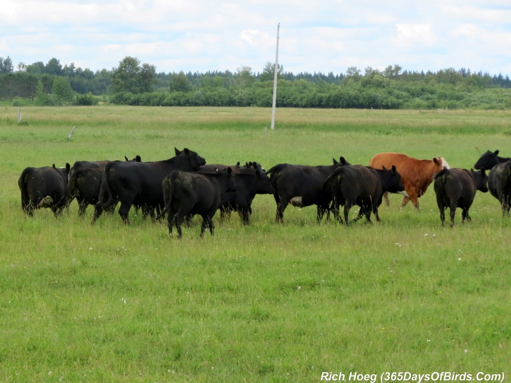 174-Birds-365-Cow-Herd