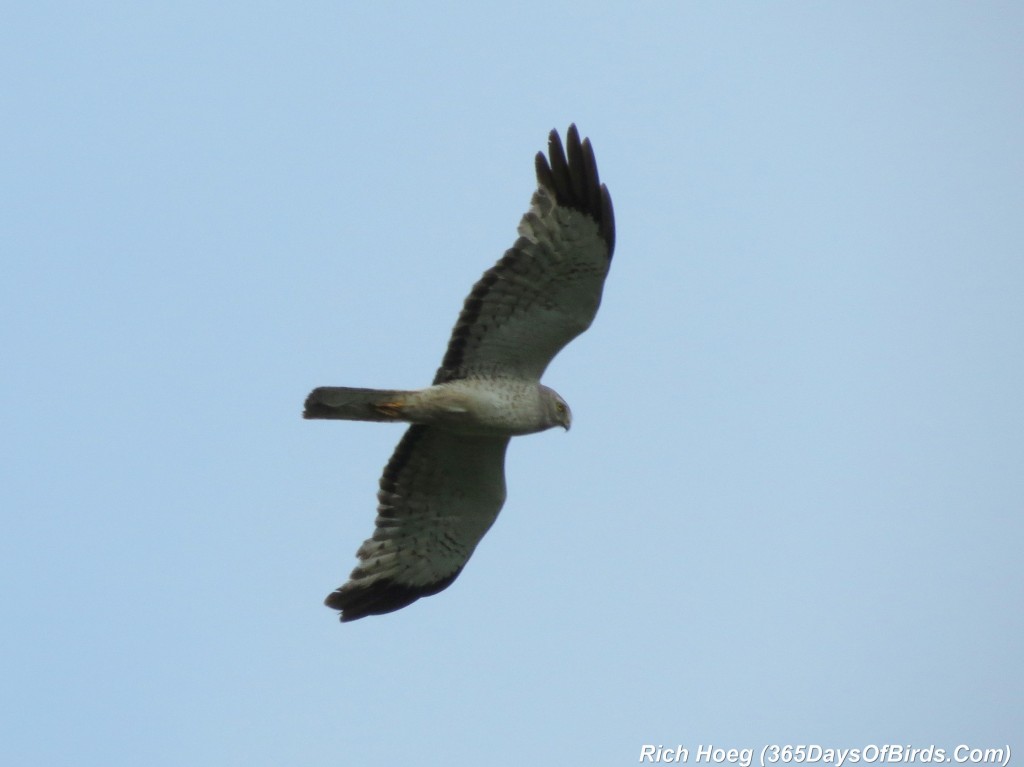 174-Birds-365-Northern-Harrier-1