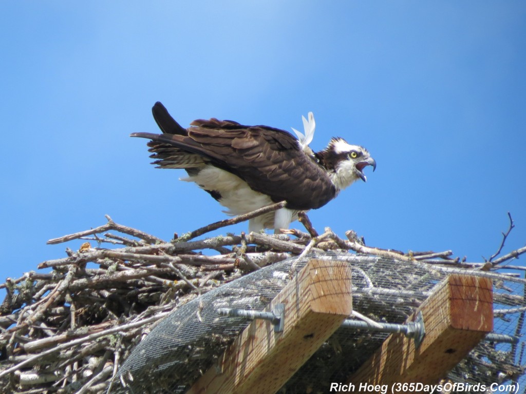 174-Birds-365-Osprey