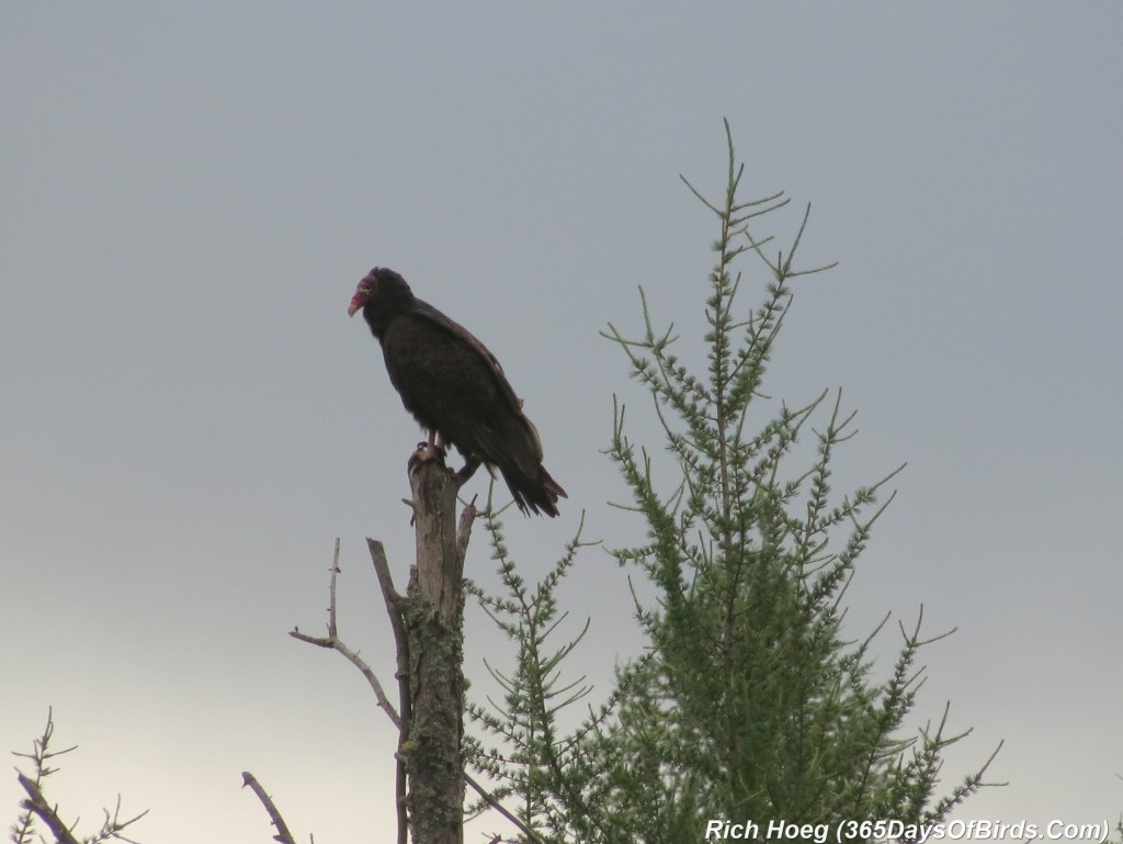 174-Birds-365-Turkey-Vulture