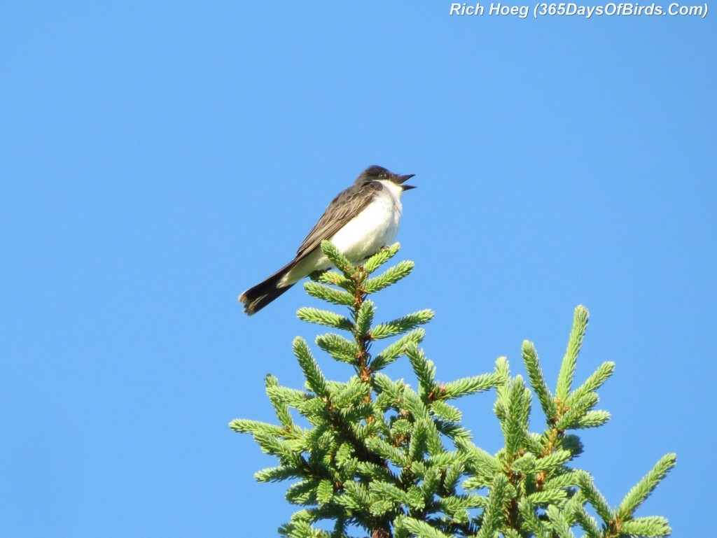 175-Birds-365-Eastern-Kingbird-1