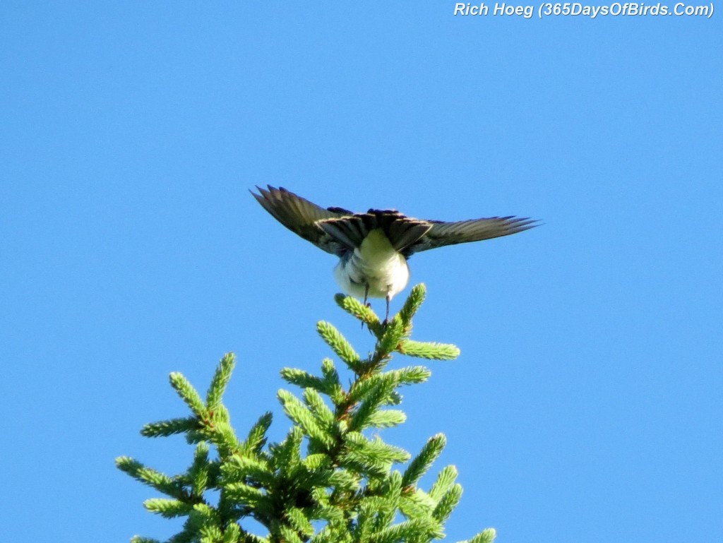 175-Birds-365-Eastern-Kingbird-2