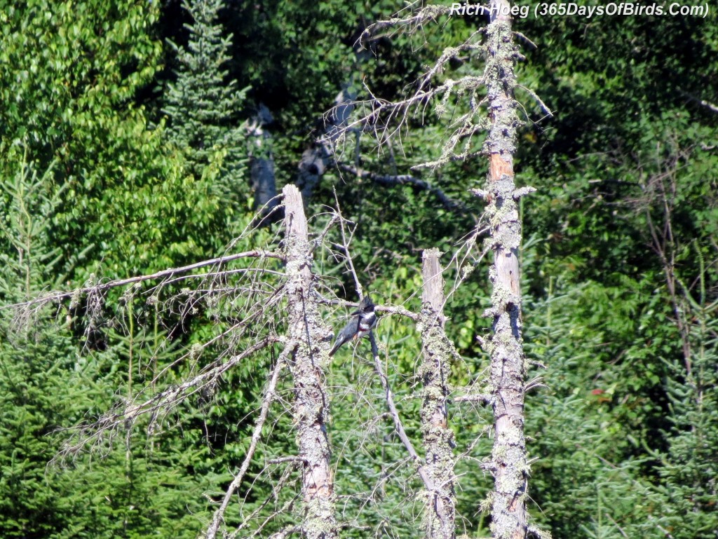 175-Birds-365-Kingfisher