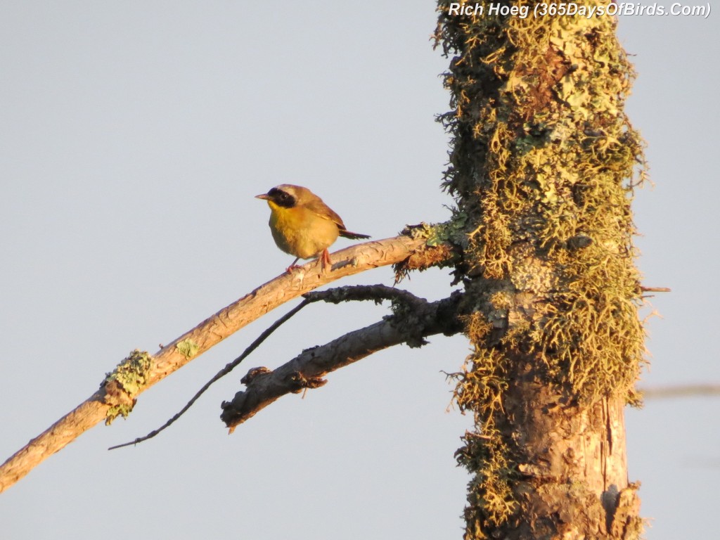 176-Birds-365-Common-Yellowthroat