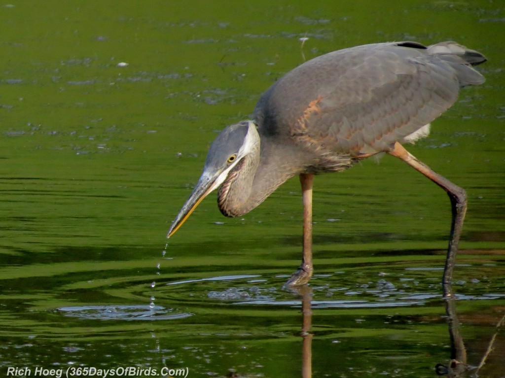 177-Birds-365-Great-Blue-Heron-Missed