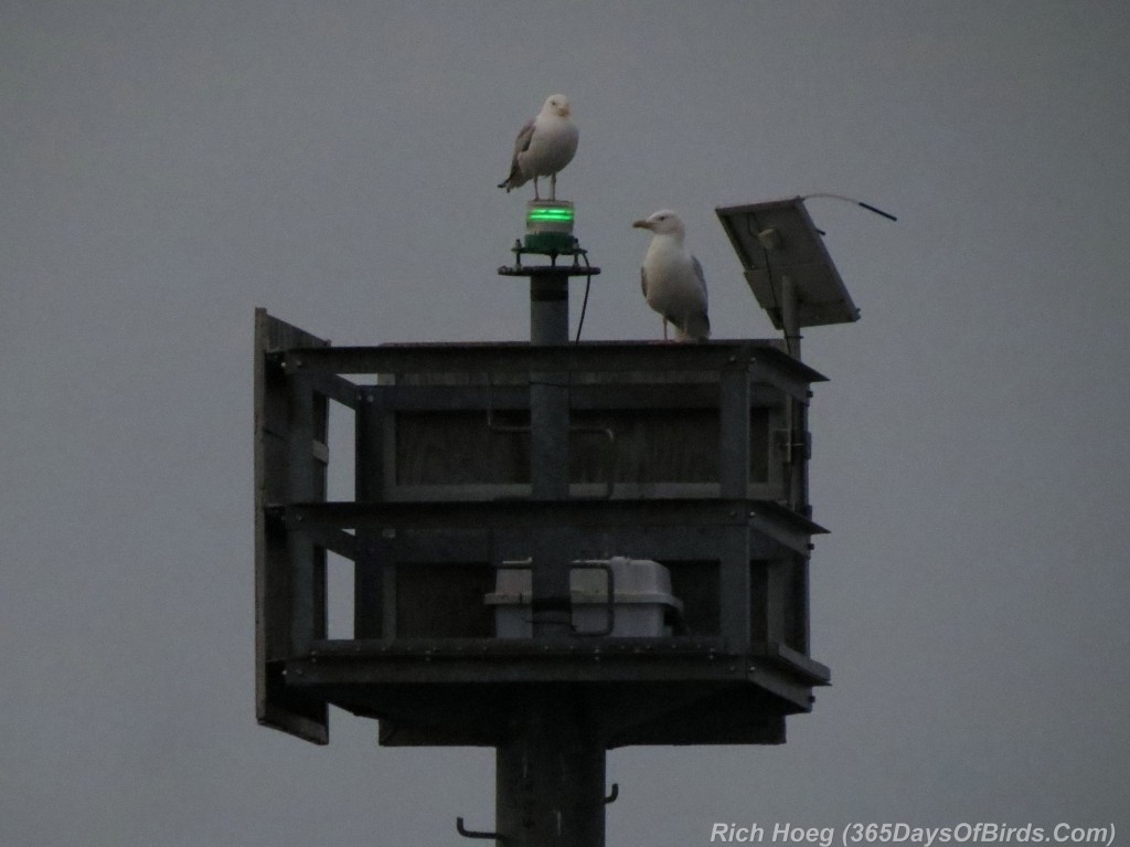 178-Birds-365-Morning-Beacon-Gull