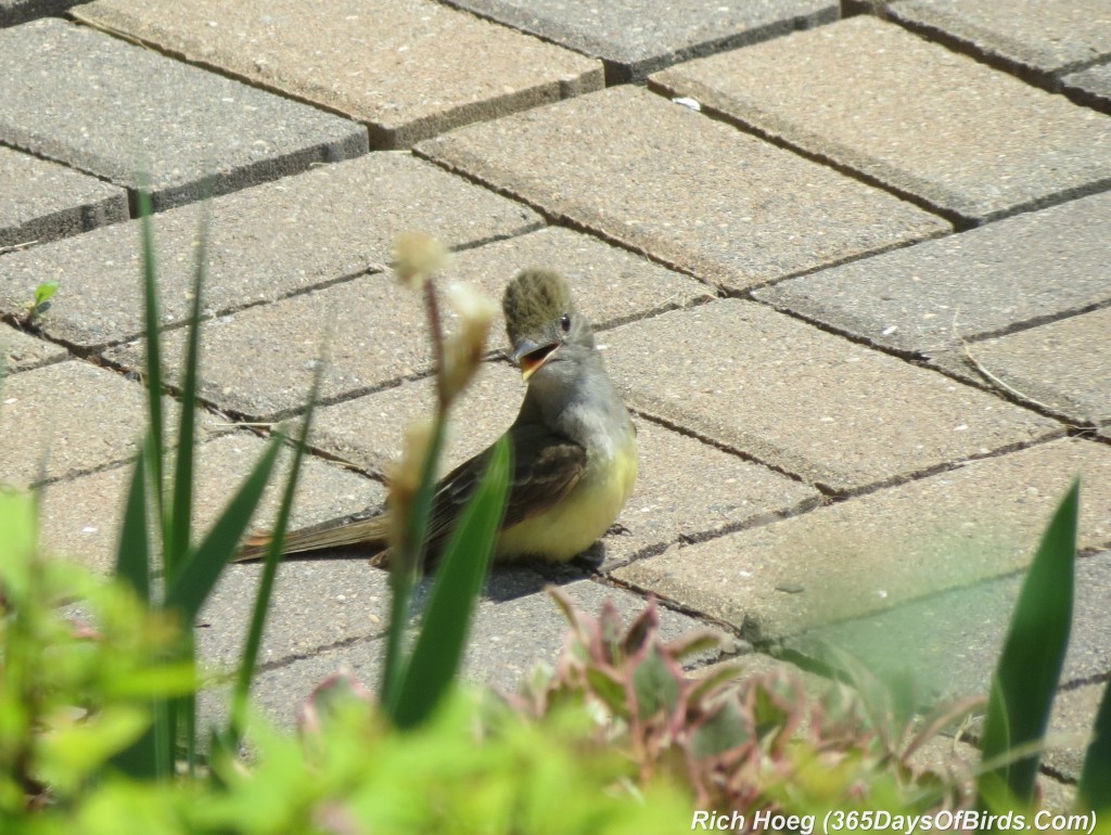 180-Birds-365-Great-Crested-Flycatcher-1