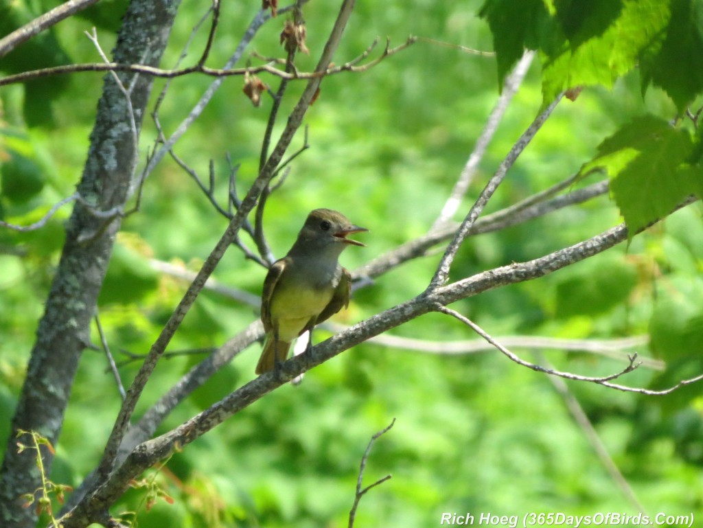 180-Birds-365-Great-Crested-Flycatcher-3