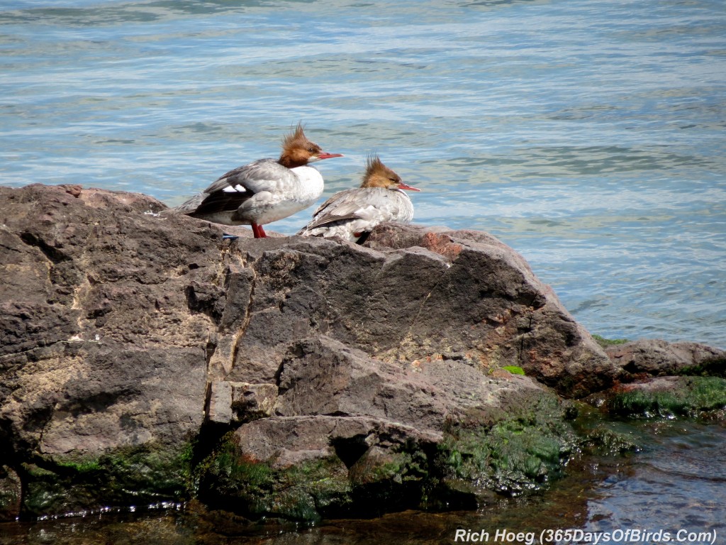 181-Birds-365-Sunning-Mergansers